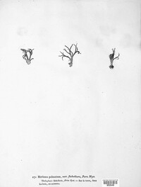 Thelephora palmata image